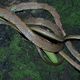 Illustration for article titled Say hello to emImantodes chocoensis/em, a new snake with anime eyes and a freaky looking body